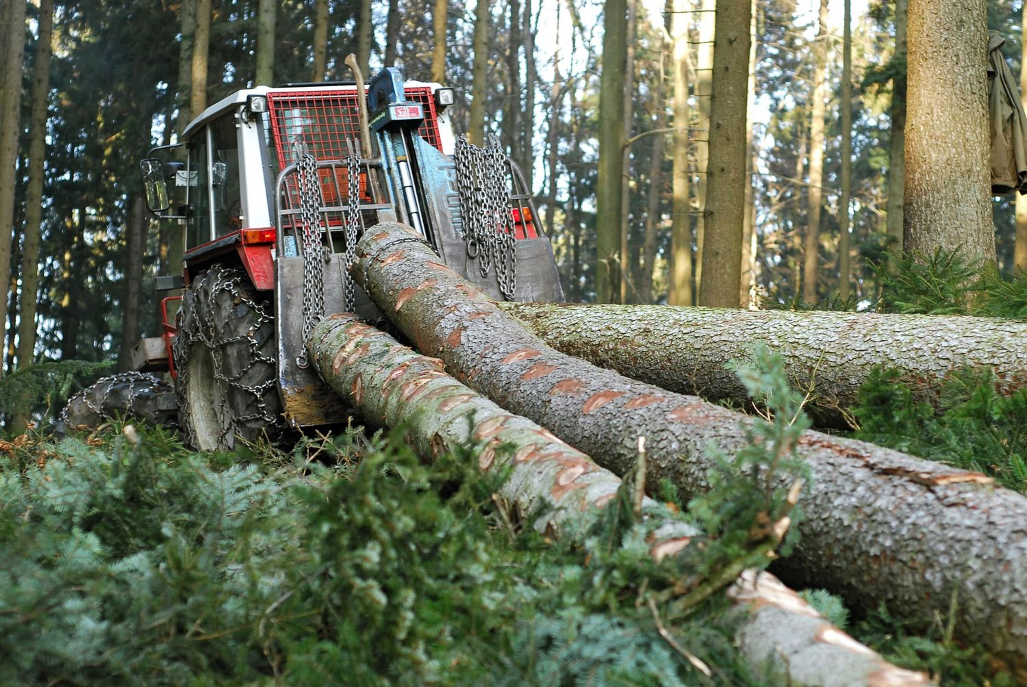 Über 80 Prozent des Einschlags entfällt auf Nadelholz.