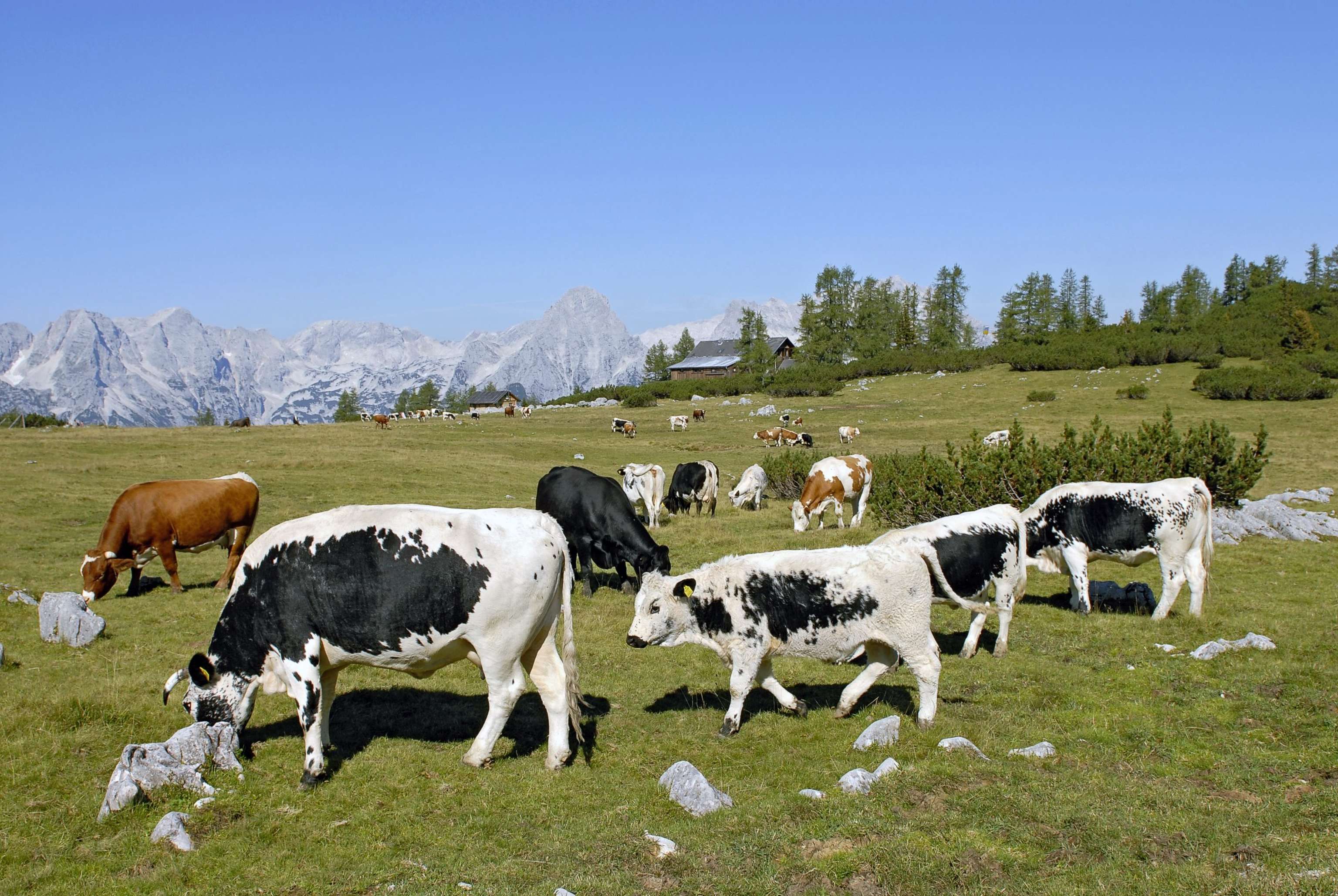 Pustertal Sprinzen 7 ID44630