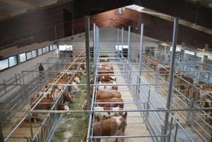 Stallansicht