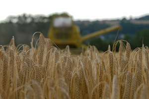 Gerste Ernte 10 ID30699