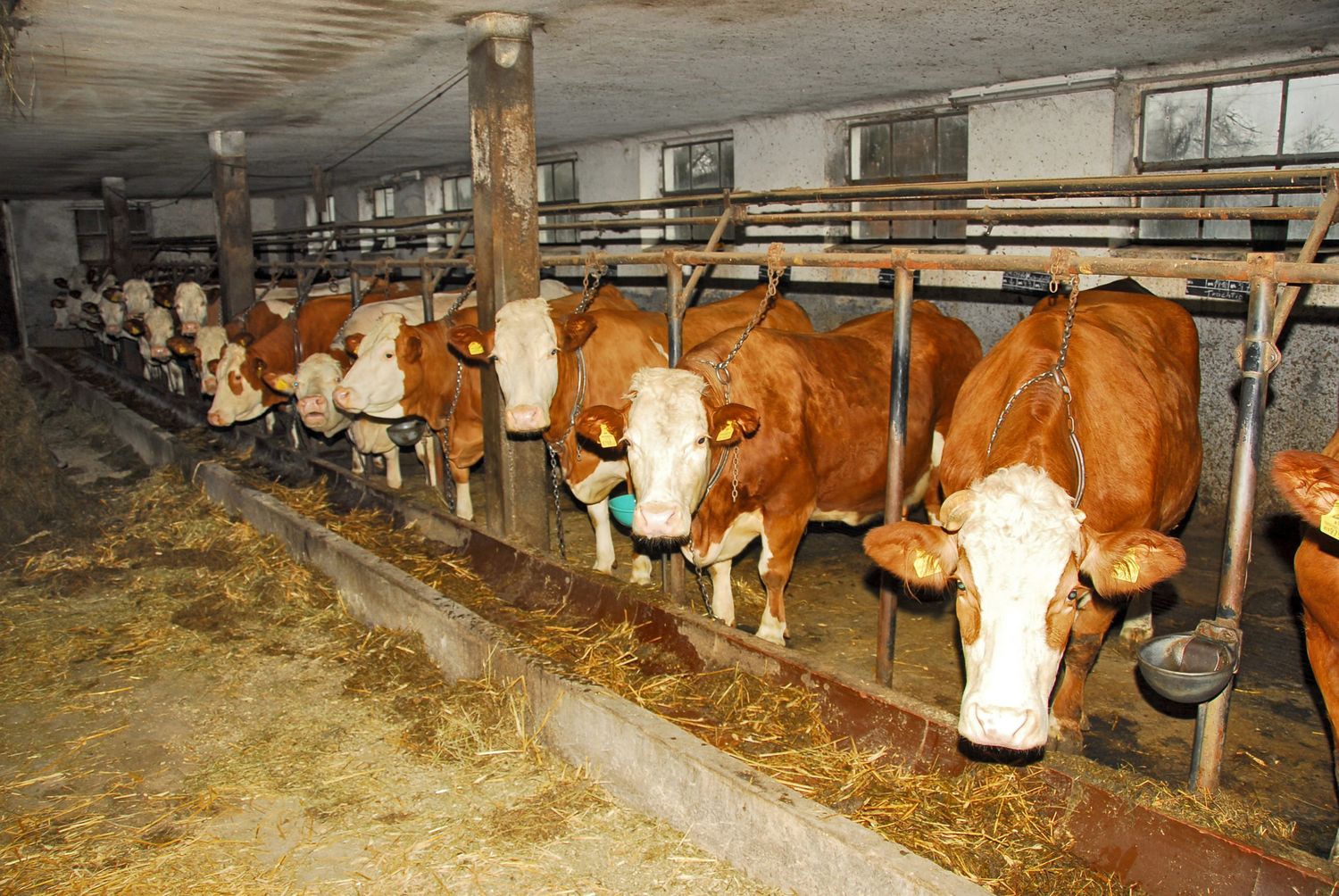 Die Haltung von Kühen angebunden in Ställen wird kritisch gesehen.