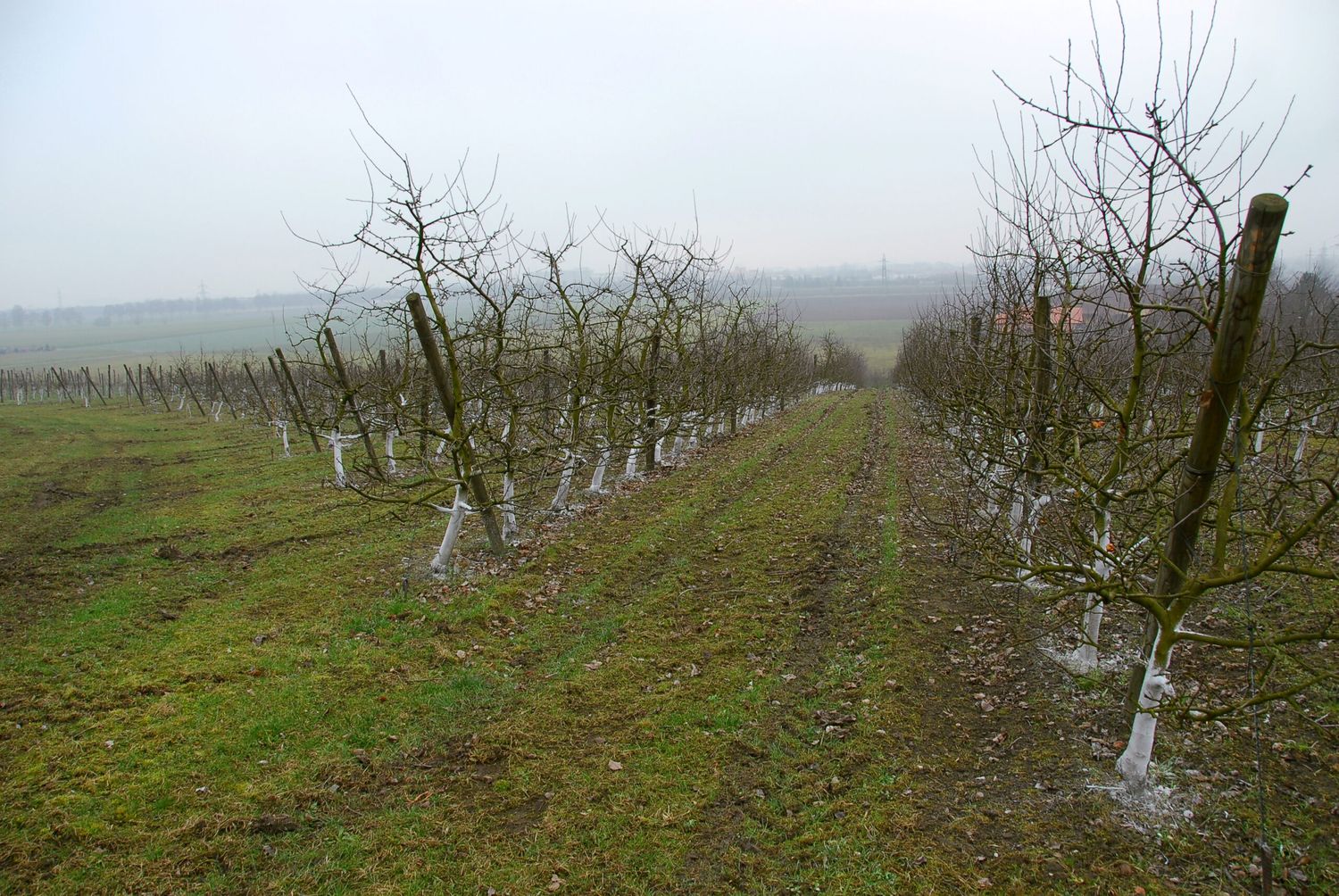 Apfelanlage im Spätwinter