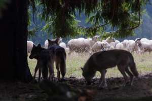 Wolf Pack Hunting Sheep