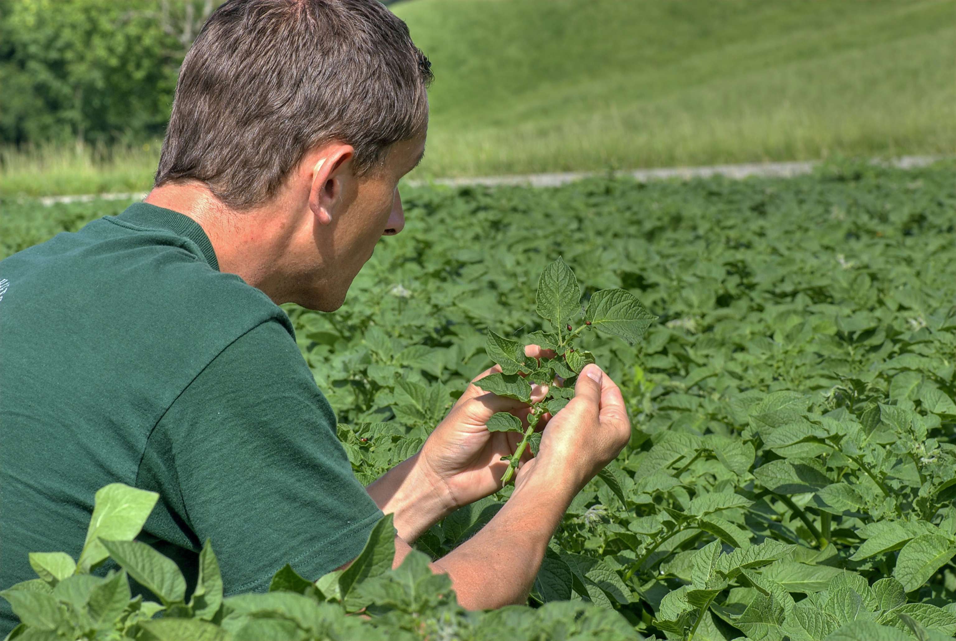 Kartoffelkaefer Untersuchen 5 ID36418