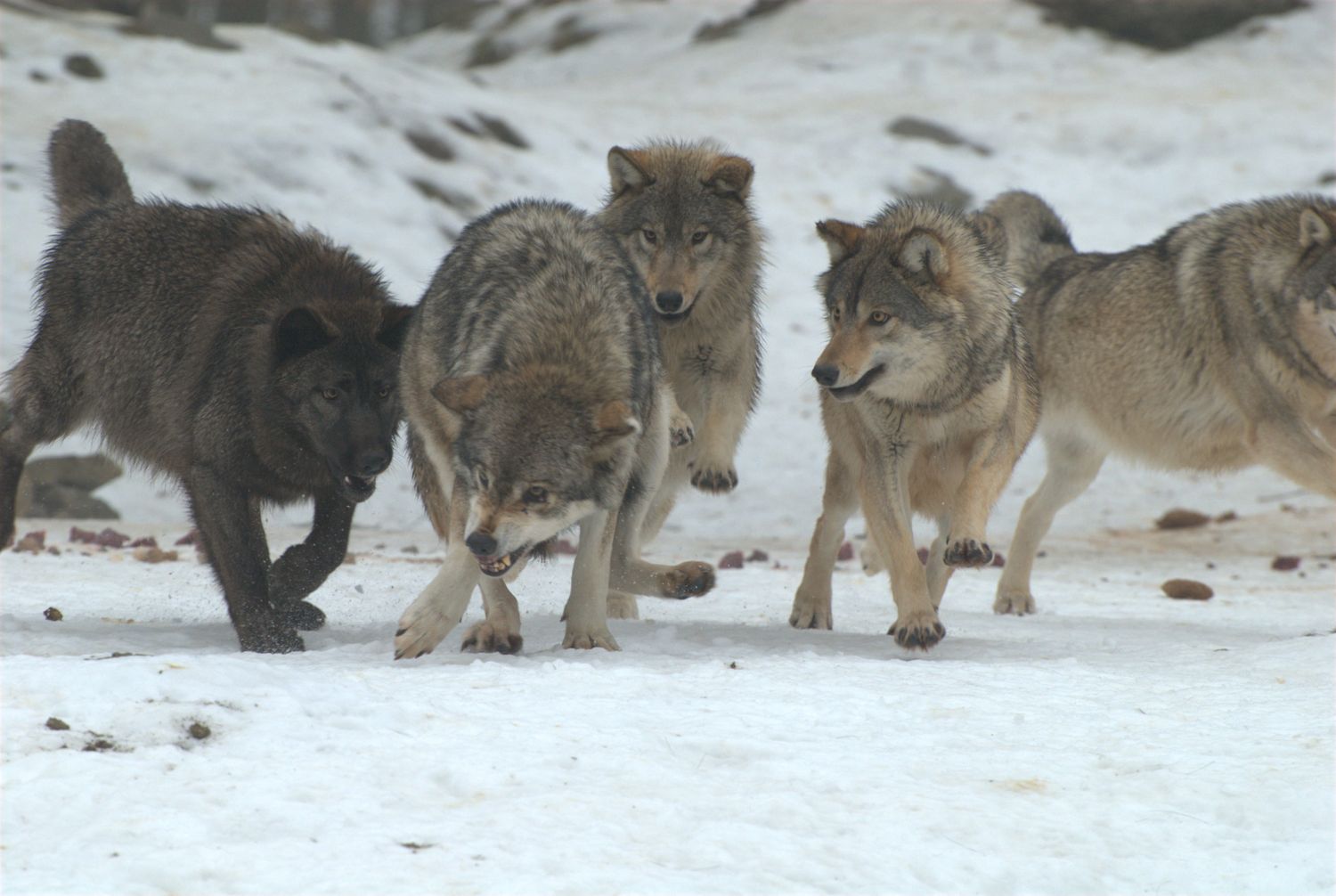 In der Schweiz dürfen ab Dezember Wolfsrudel bis zu einer neu per Verordnung festgelegten Mindestgröße dezimiert werden.