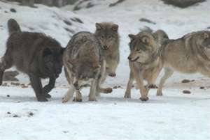 Wolfsrudel