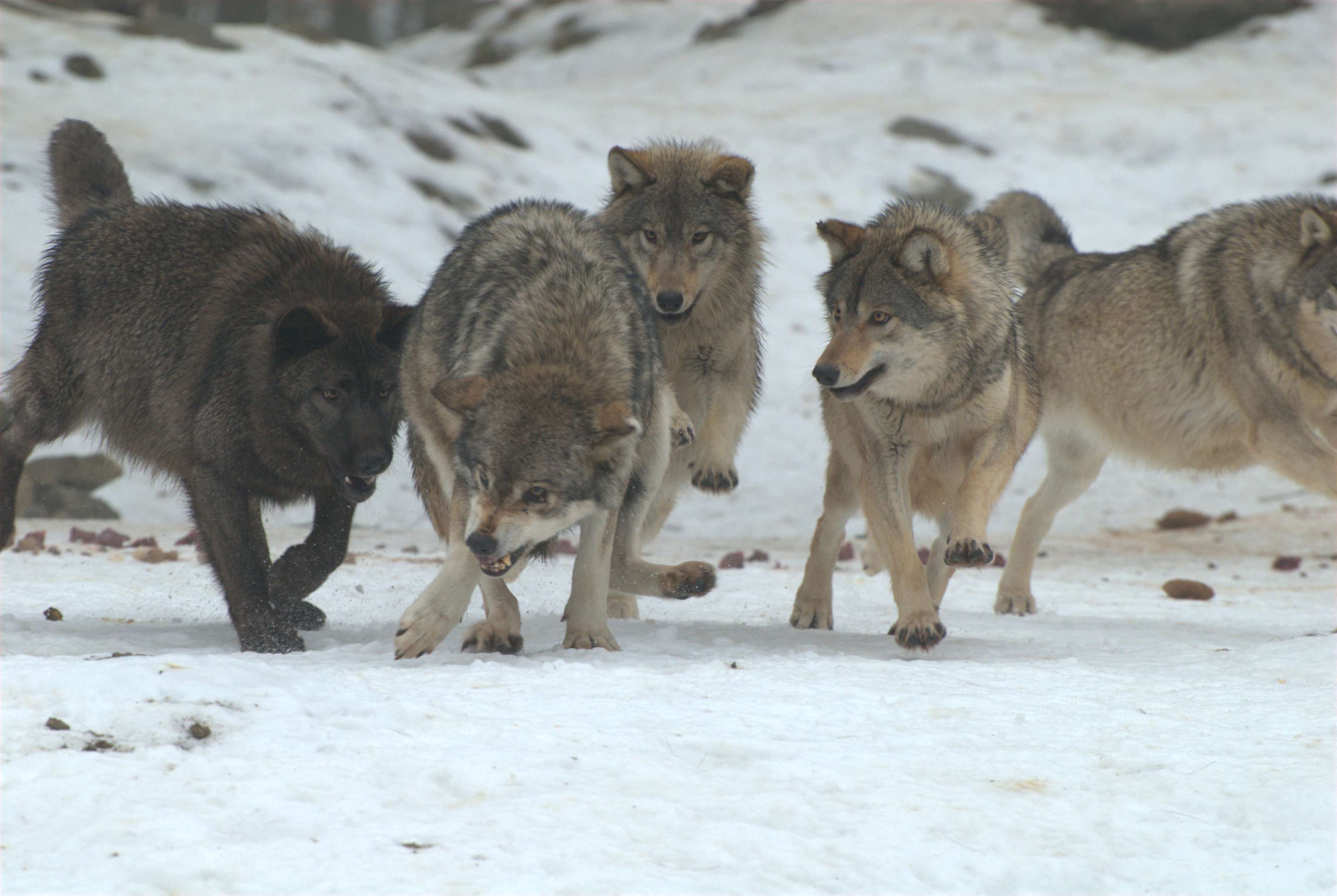 Wolfsrudel