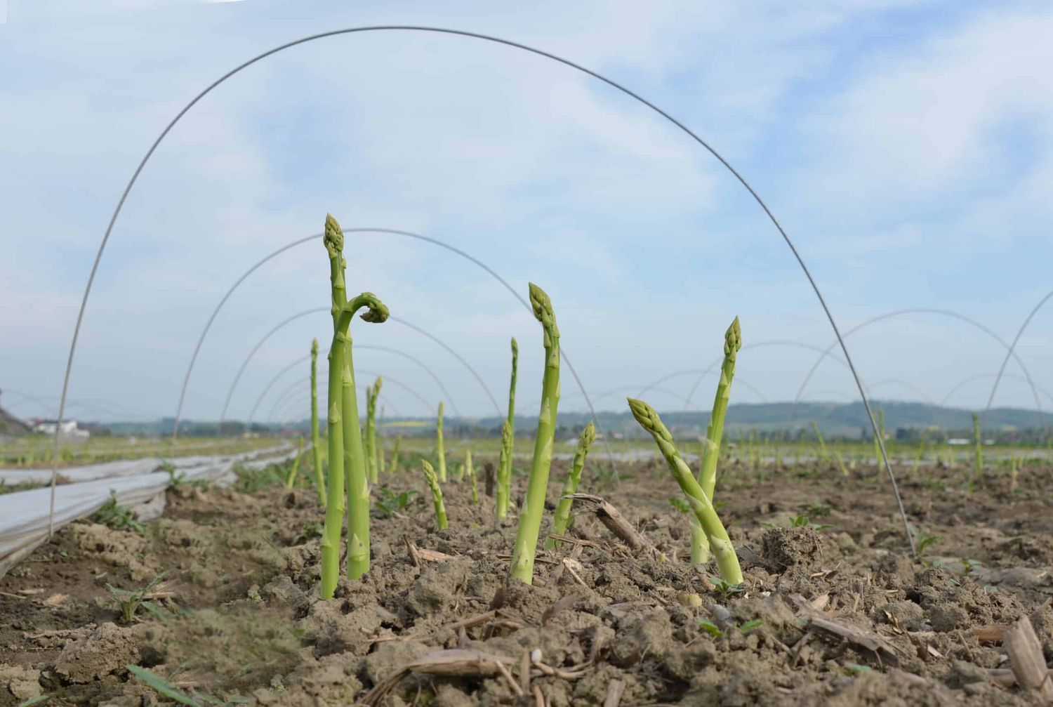 Österreichweit stagniert die Spargelproduktion seit einigen Jahren auf einer Fläche zwischen 700 und 800 Hektar. Während der grüne Spargel aus dem Boden herauswächst …