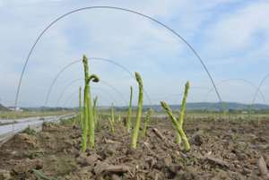 GRÜNER AM FELD UNTER BÖGEN