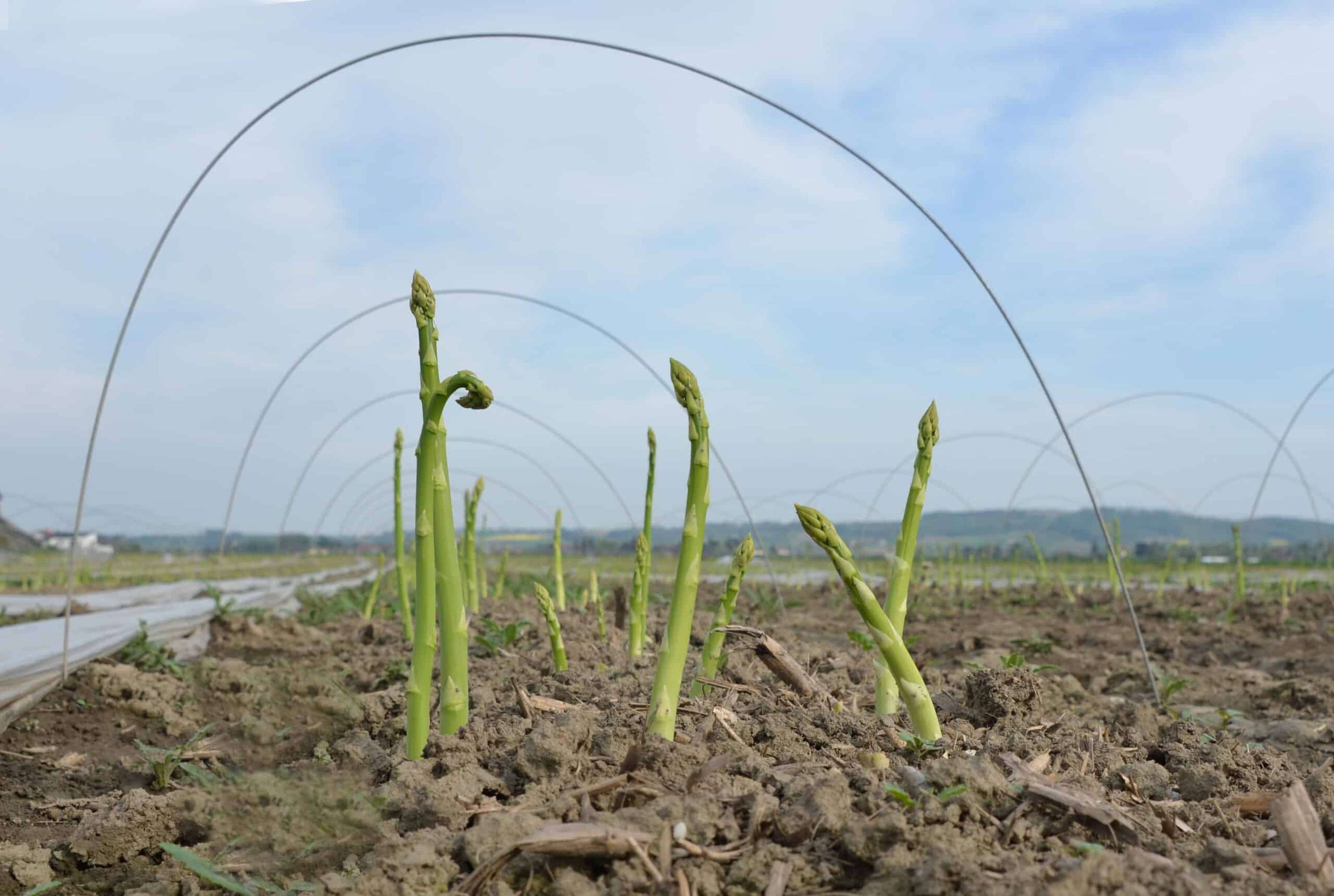 GRÜNER AM FELD UNTER BÖGEN