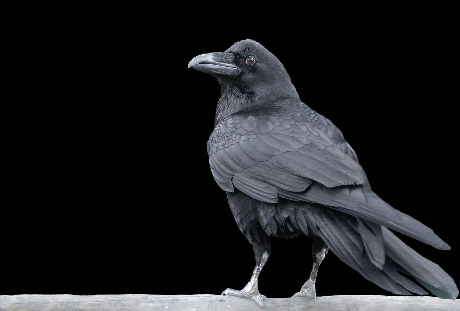 AdobeStock_6190143-scaled.jpeg
