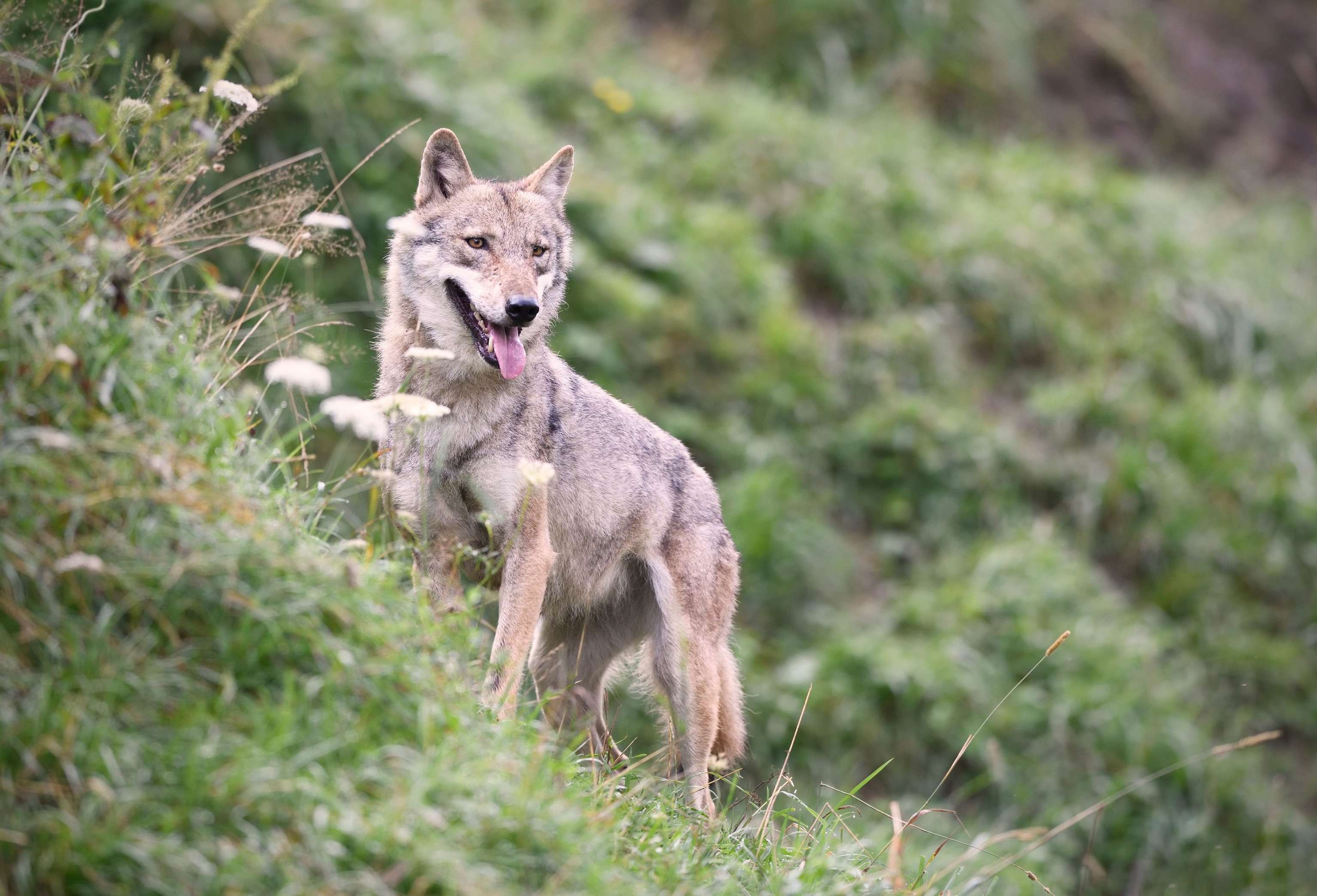 Wolf