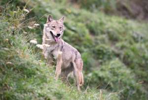 Wolf