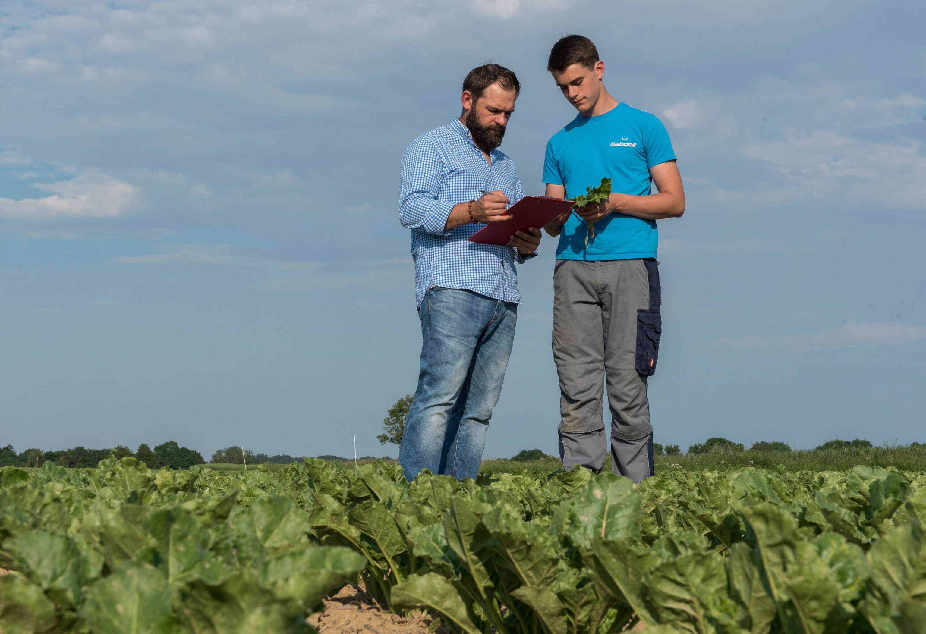 Zuckerrueben Blattentwicklung