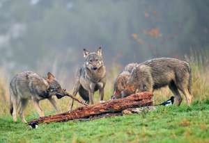 Gray Wolf (Canis Lupus)