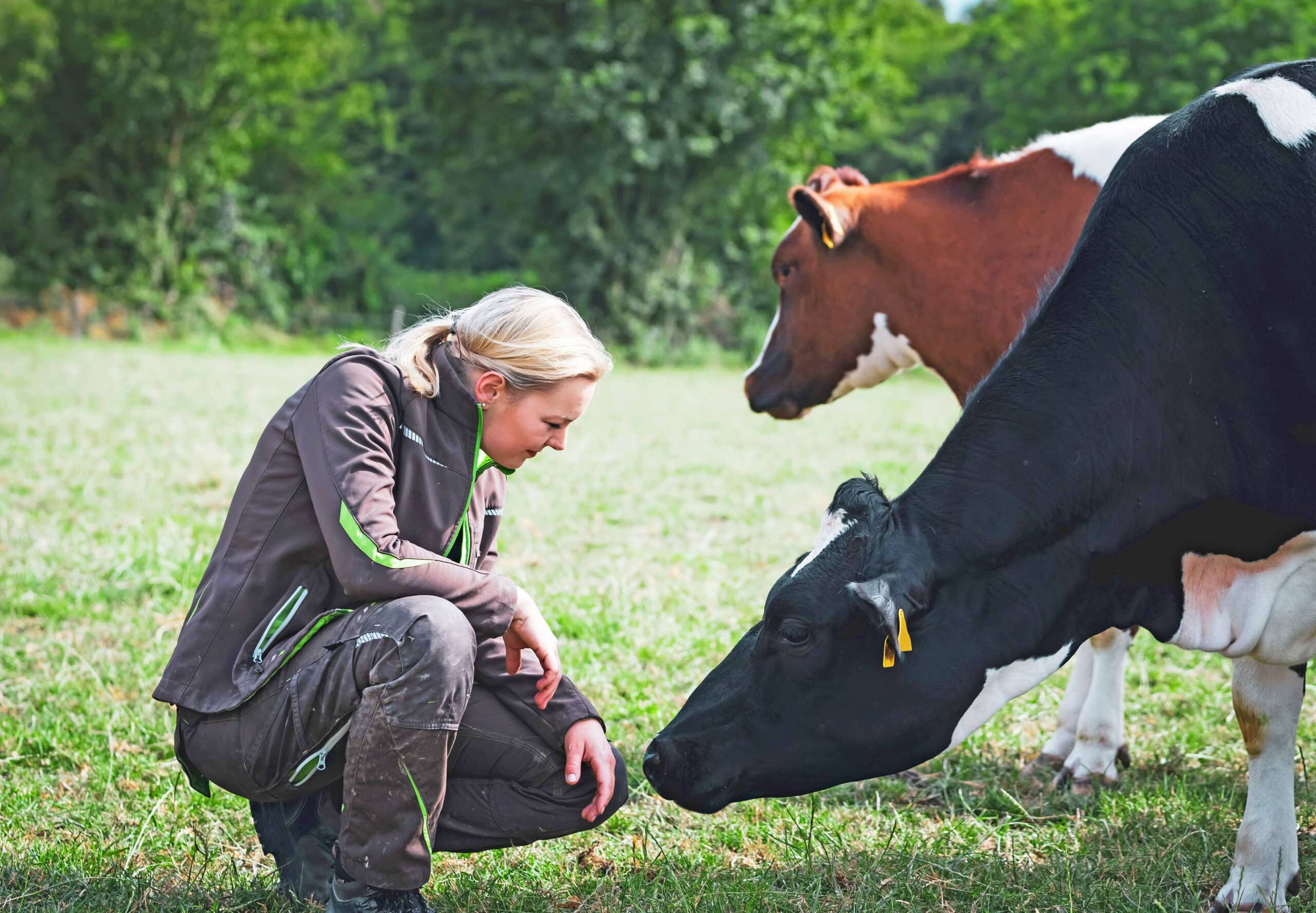 Agrarmotive Junge, Selbstbewusste Landwirtin Vor Einigen Kühen Auf Der Sommerweide.