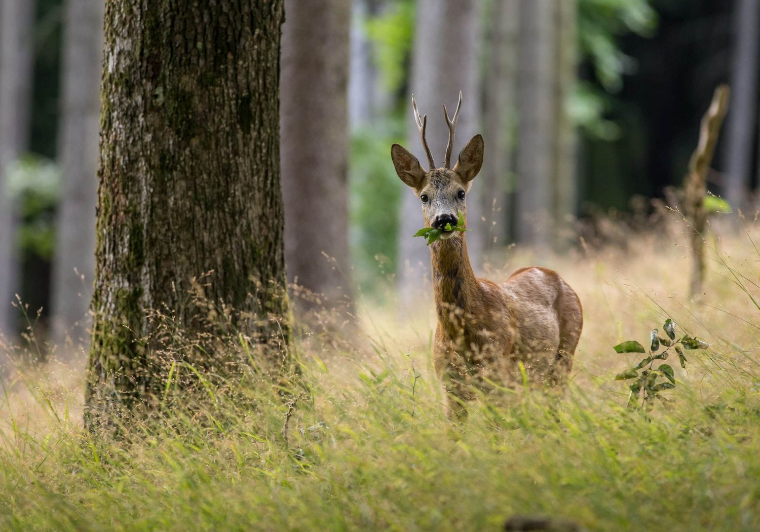 Emotionales Thema: Angepasster Wildbestand in Zeiten des Klimawandels und Waldumbaus.
