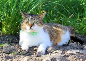 Katze