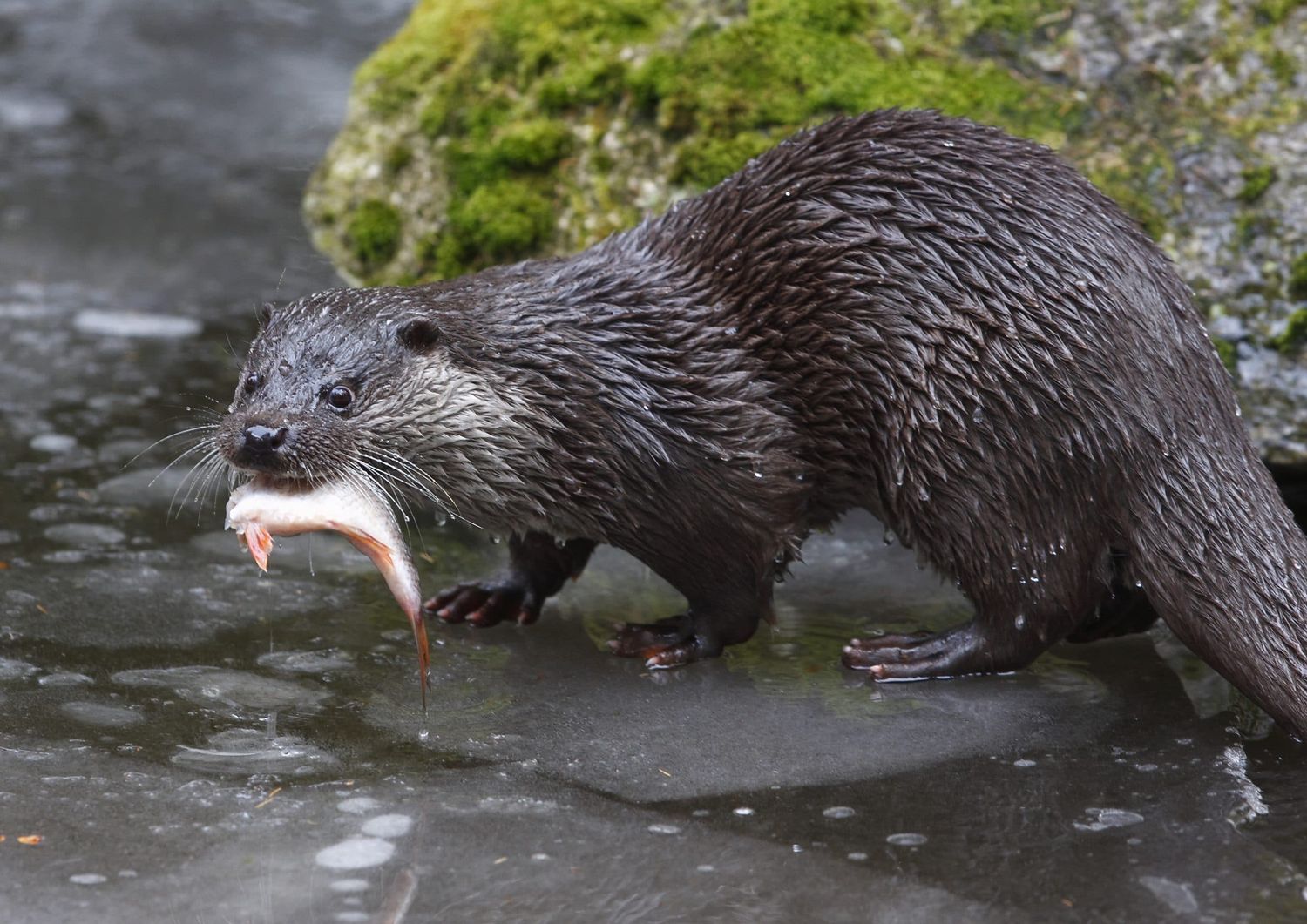 Ein Beispiel für Problemtiere: Fischotter können ganze Fischbestände ausrotten.