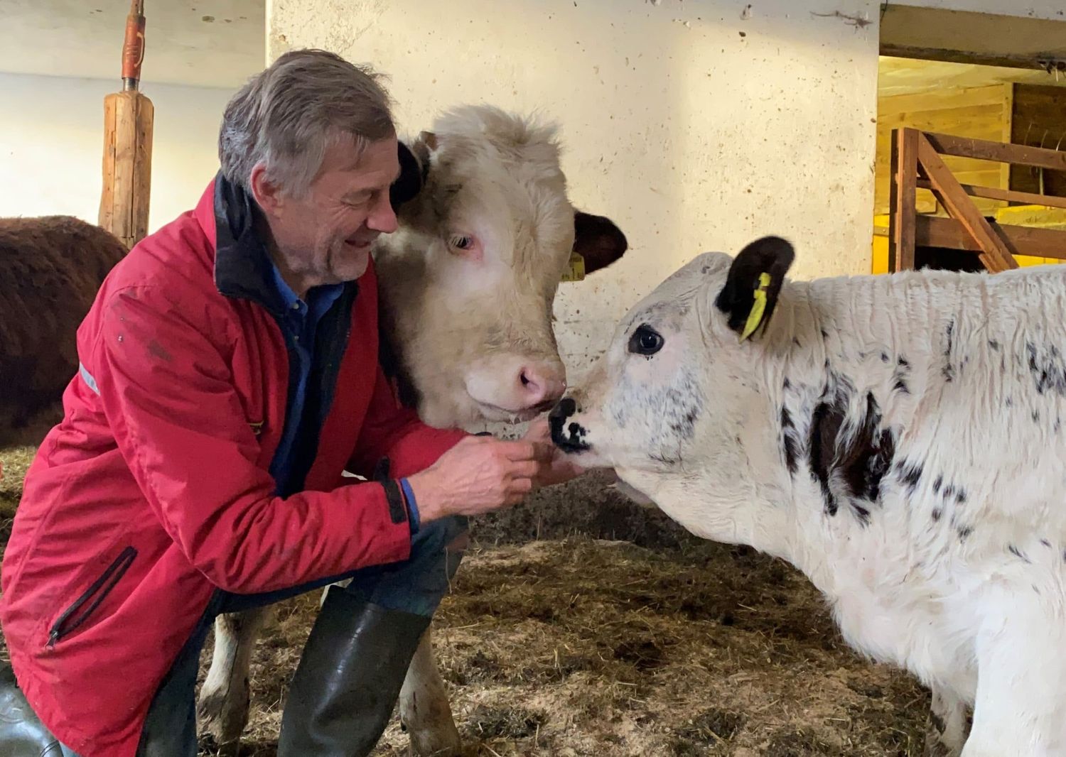 Ein positiver Aspekt der Schlachtung in gewohnter Umgebung: Sie schafft mehr Tierwohl.