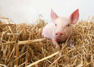 Witziges Kleines Schwein Im Stroh, Ferkel, Glücksbringer