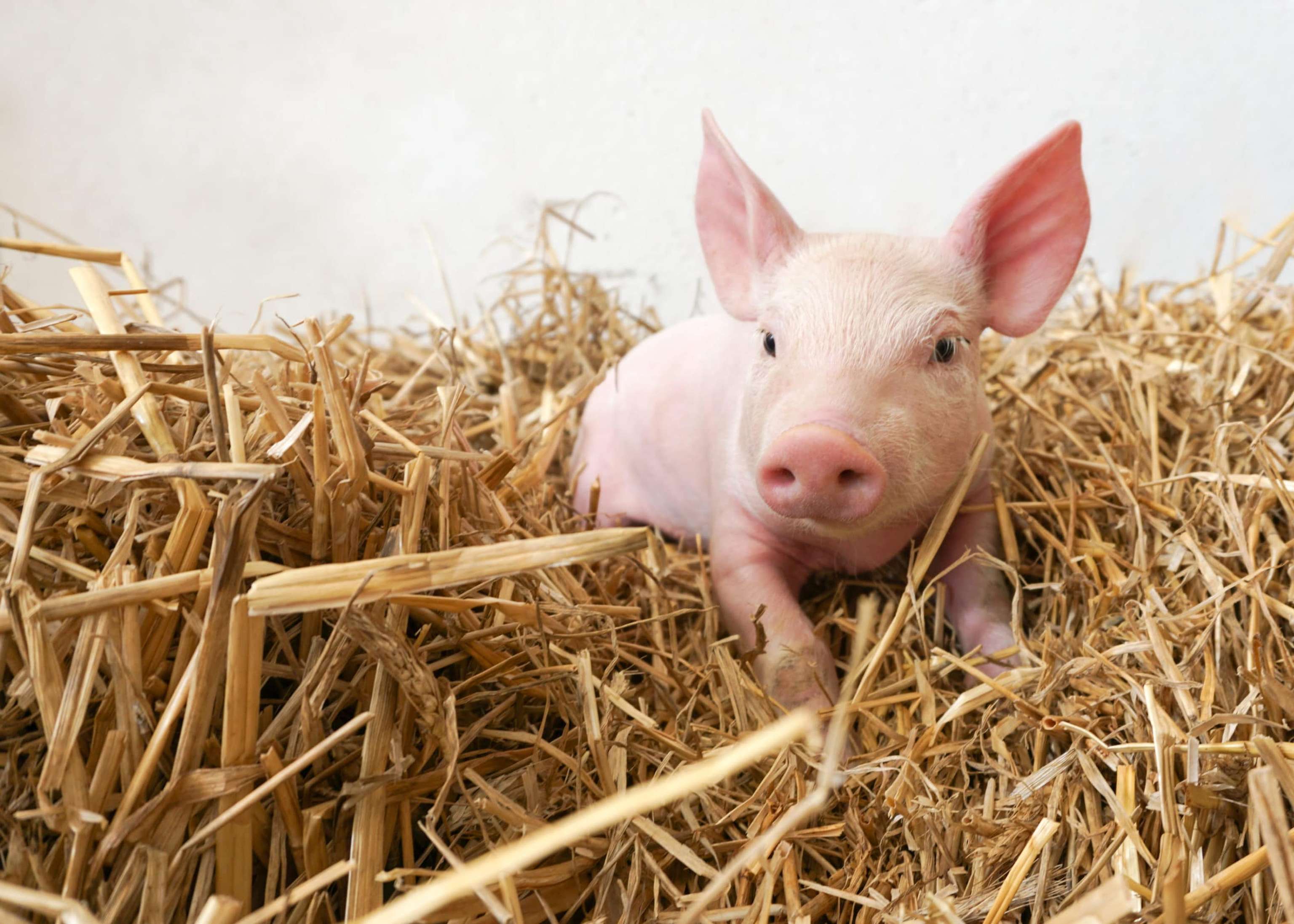 Witziges Kleines Schwein Im Stroh, Ferkel, Glücksbringer