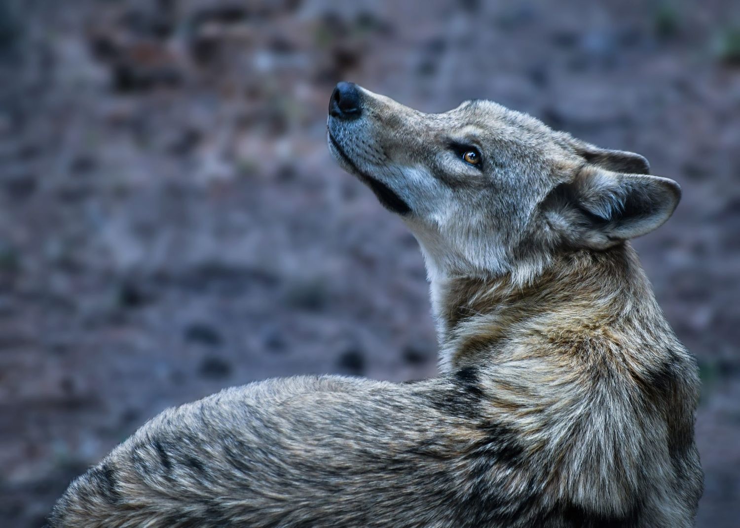 Josef Hechenberger brachte eine Wolfs-Petition im EU-Petitionsausschuss ein.