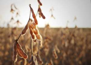 Soy Bean In The Field