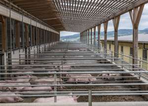 Schweinestall Auslauf LK OÖ