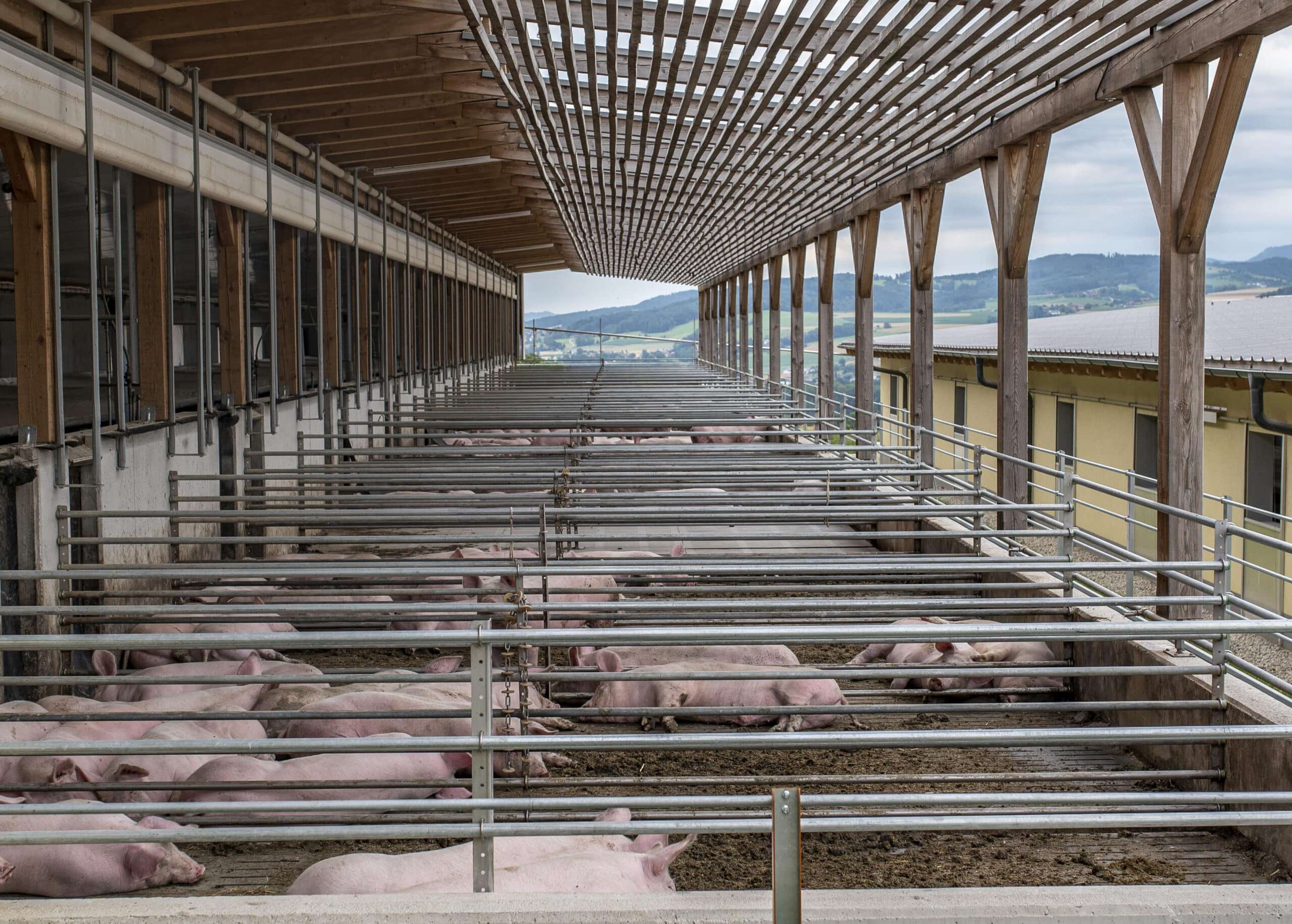 Schweinestall Auslauf LK OÖ
