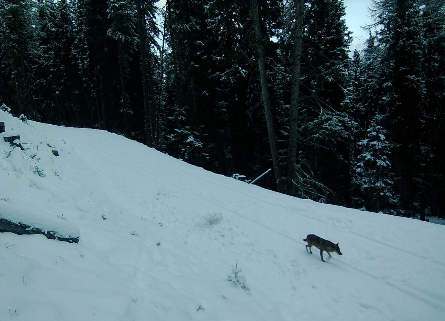 Wolf Pfunds 2022 11 MichaelFritz