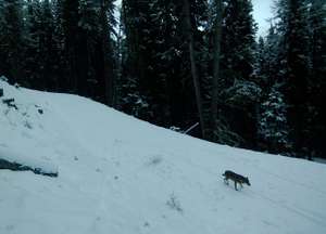 Wolf Pfunds 2022 11 MichaelFritz