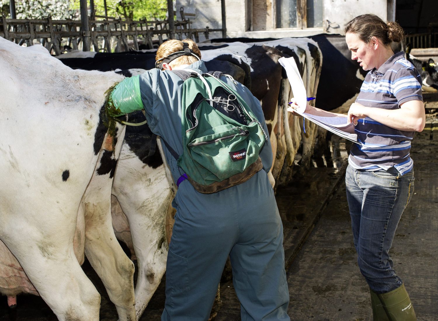 Mit den heißen Sommertagen steigt die Wahrscheinlichkeit von Frühaborten. Das hat mit der steigenden Körpertemperatur der Kühe zu tun.