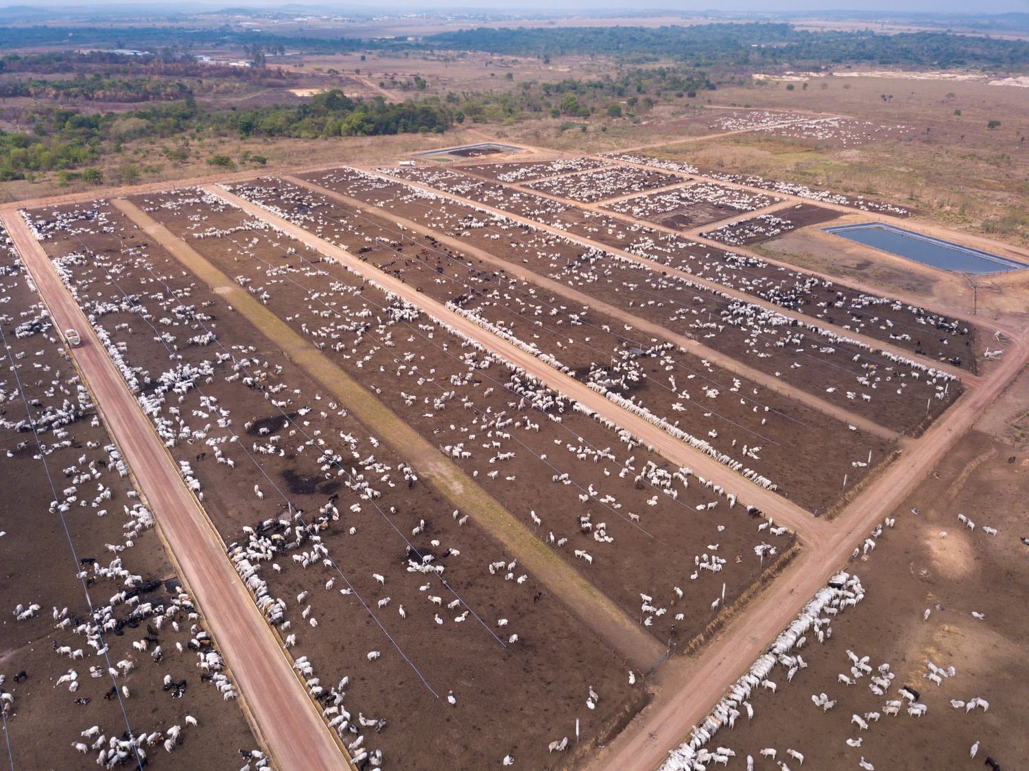 Aerial drone view of many oxen grazing on sunny summer day on feedlot cattle farm in Amazon, Para, Brazil. Concept of agriculture, environment, ecology, economy, exportation and meat production.