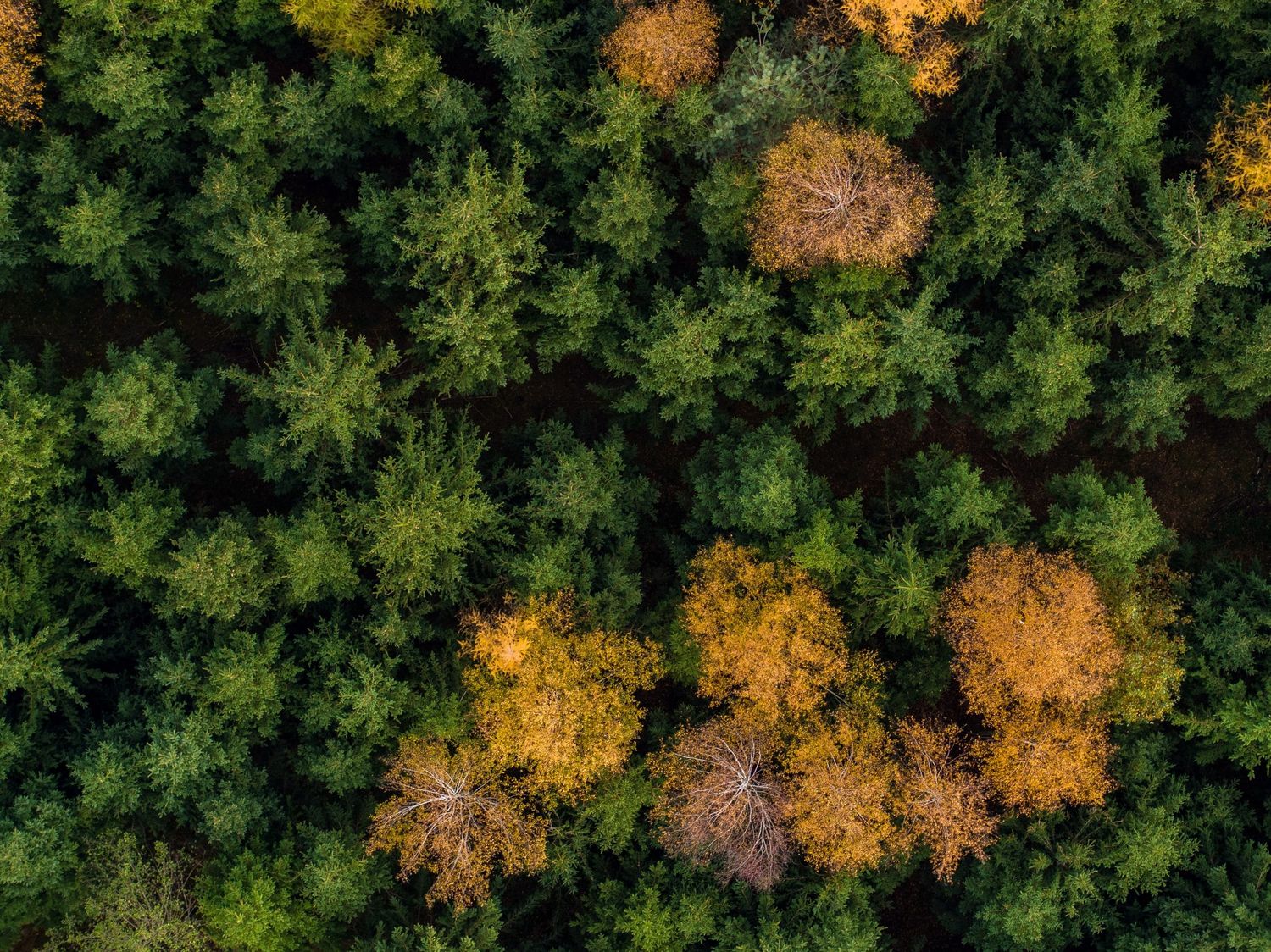 Die Tiroler Wälder sollen an den Klimawandel angepasst werden.