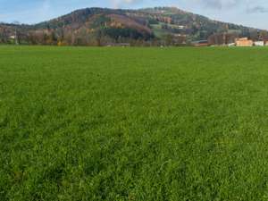 Intensivwiese Herbst