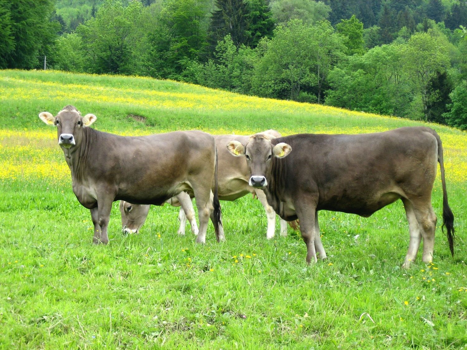 Kalbinnen
