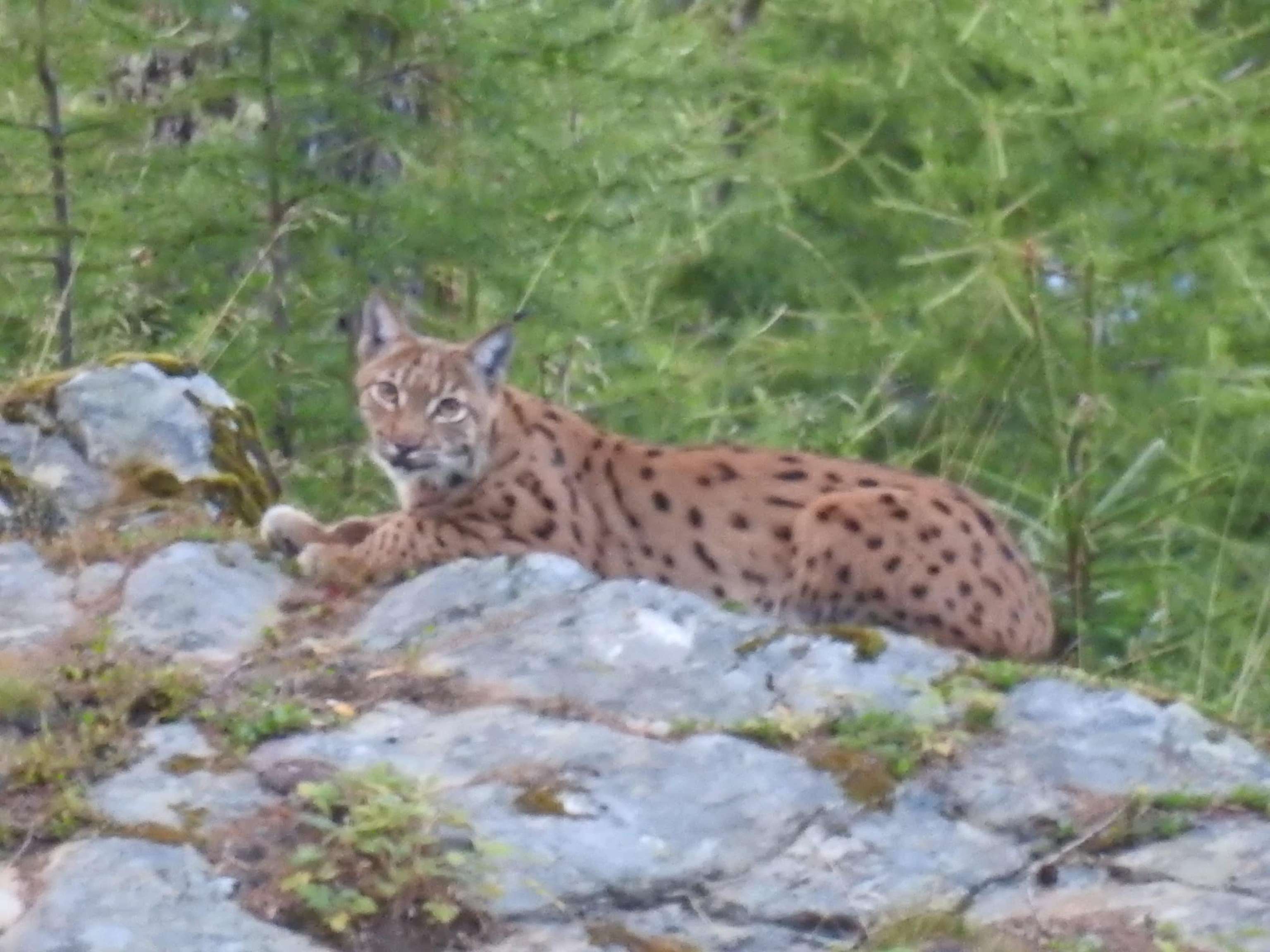 Luchs Flieo 1346