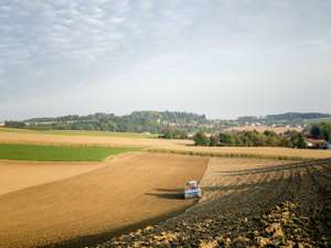 Weizen Saat 204 ID66812