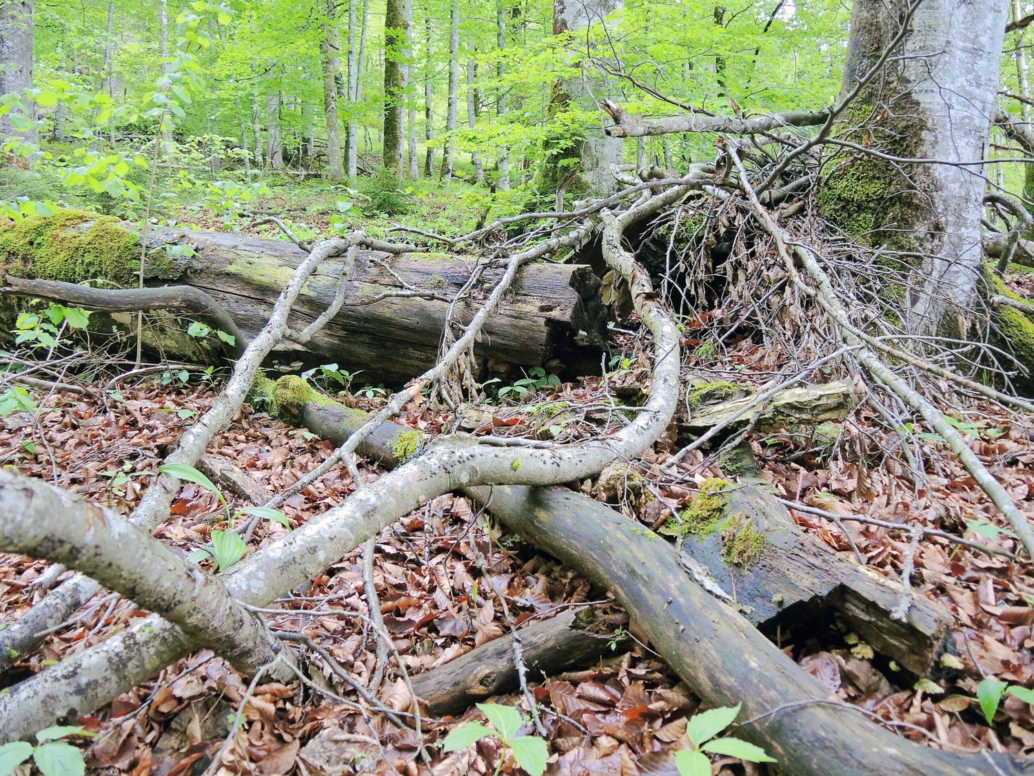 Totholz könnte die Gefahr von Waldbränden und Schädlingsbefall erhöhen, argumentierte Jäger.