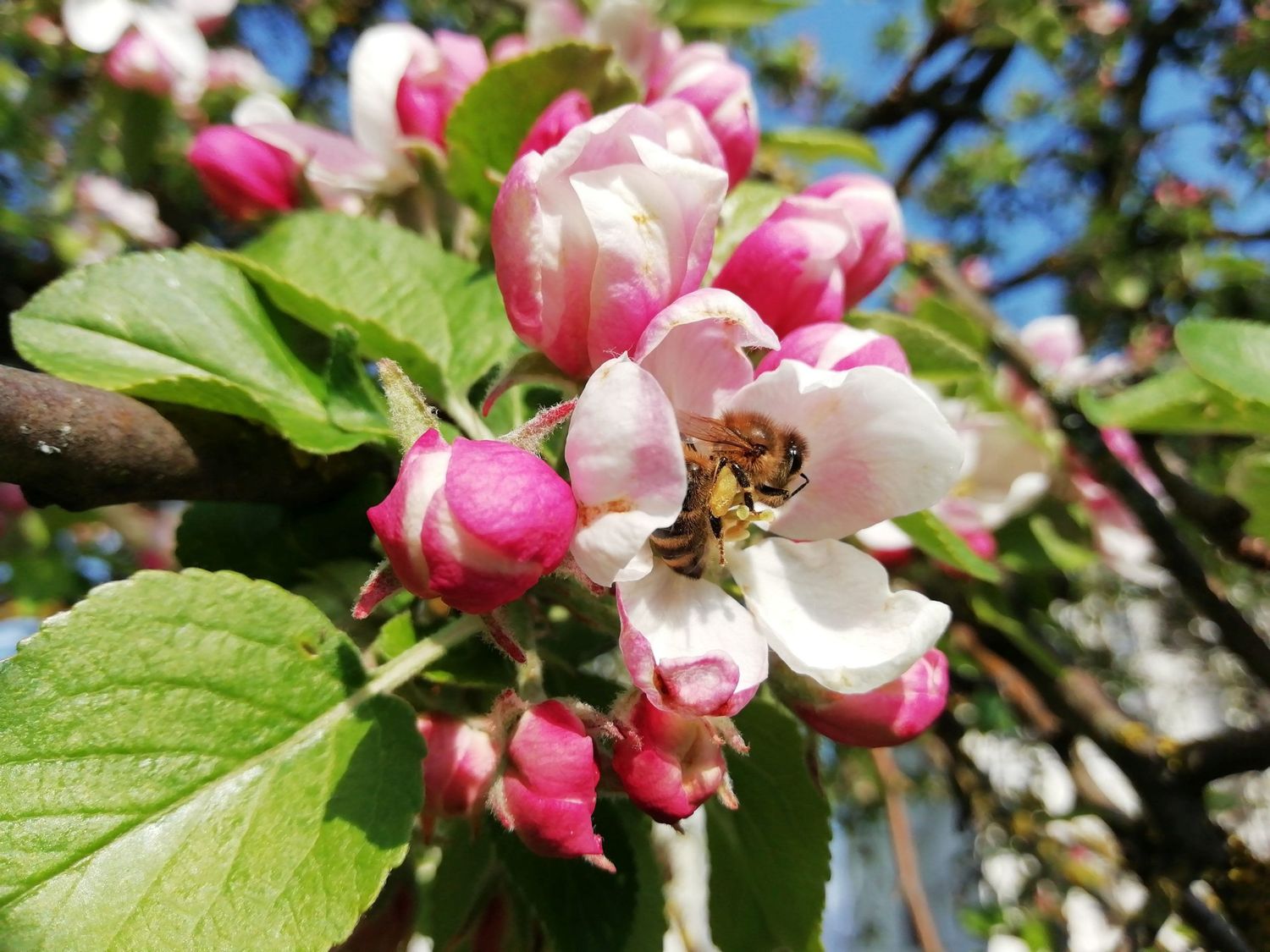 Sobald zehn Prozent der Zielkultur erblühen, sind Bienenvölker so nah wie möglich an der Kultur zu positionieren. Dadurch wird ein gleichmäßiges Fruchtwachstum garantiert. Doch auch Wildbienen sowie Hummel-arten spielen eine wichtige Rolle für den Obstbau.