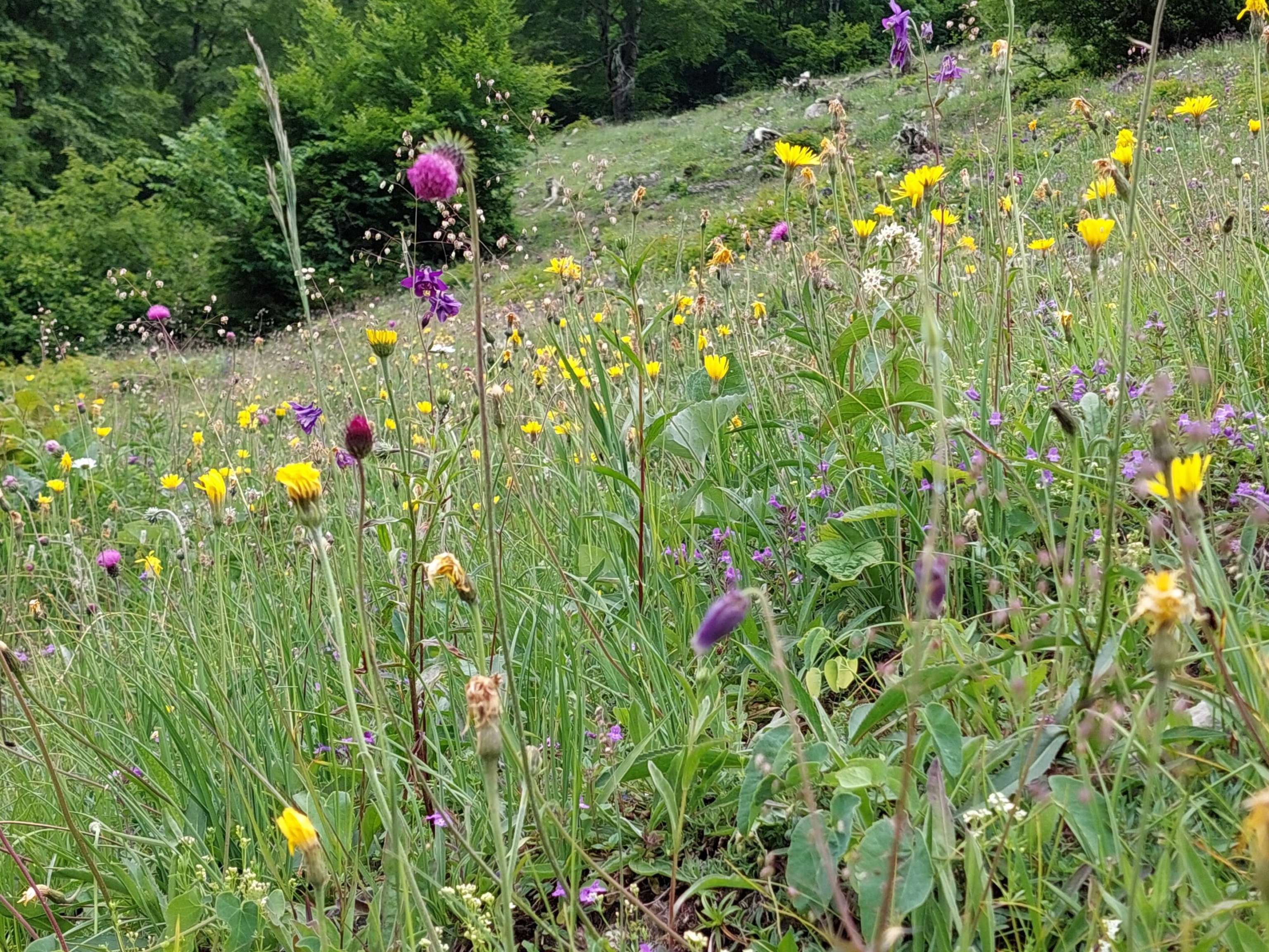 Blütenreiche Rinderweide