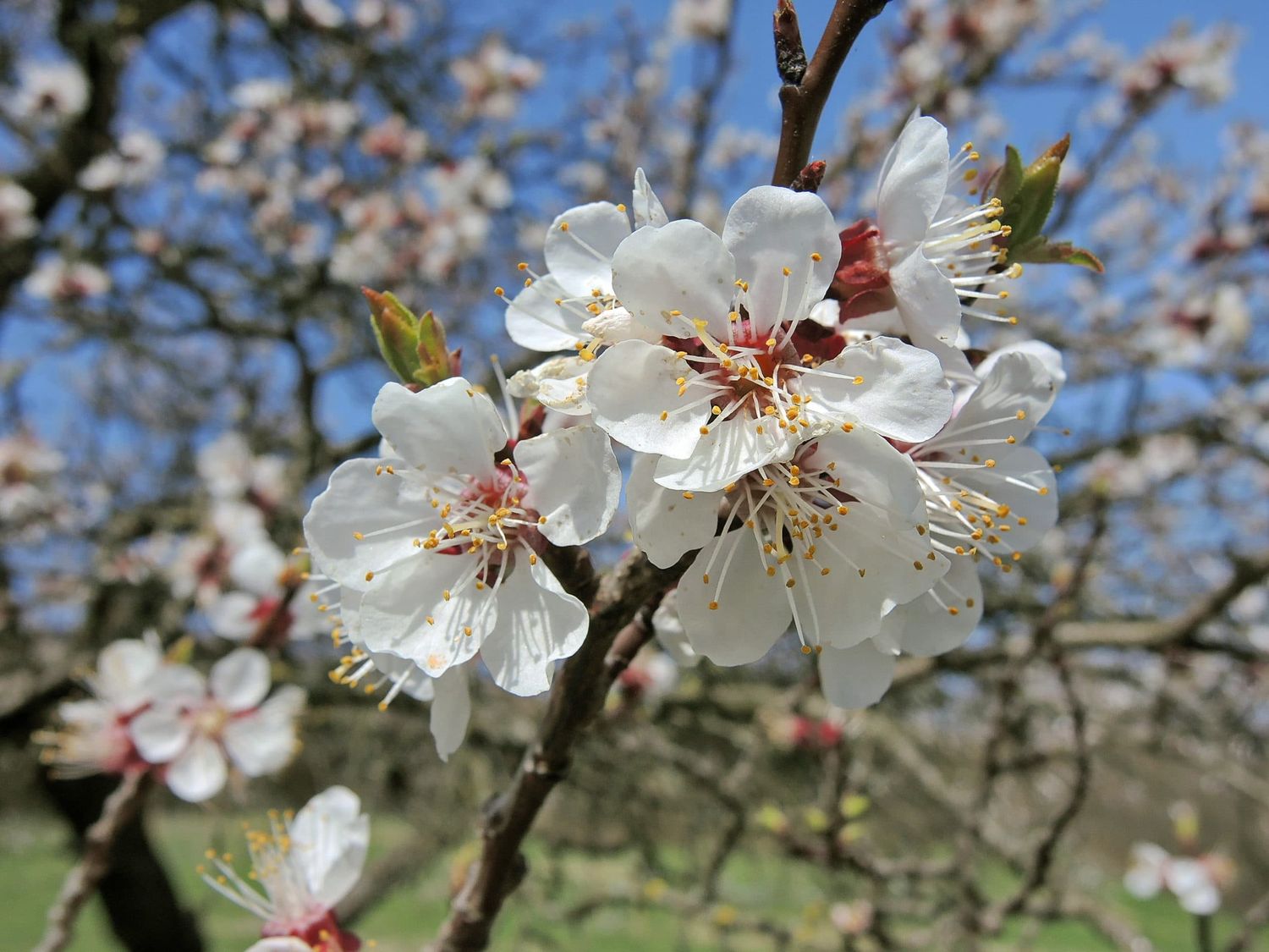 In der Wachau steht die Marille in der Blüte.