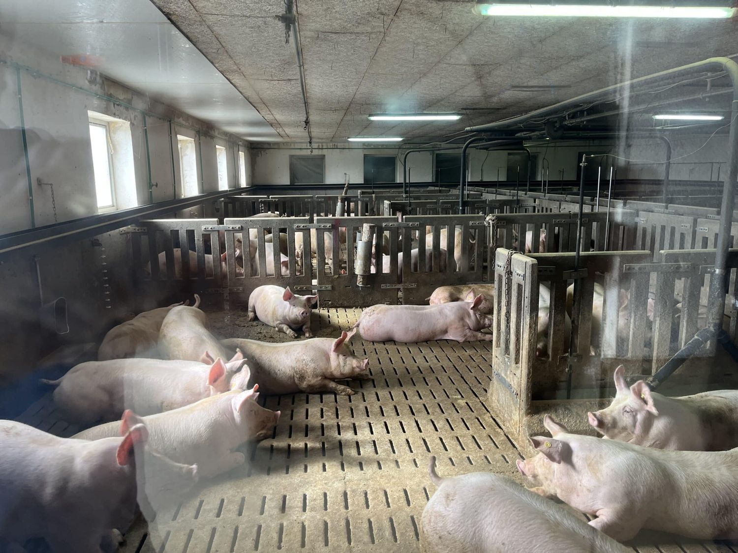Schweinestall