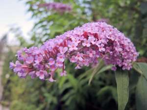 Sommerflieder 2 ID75338