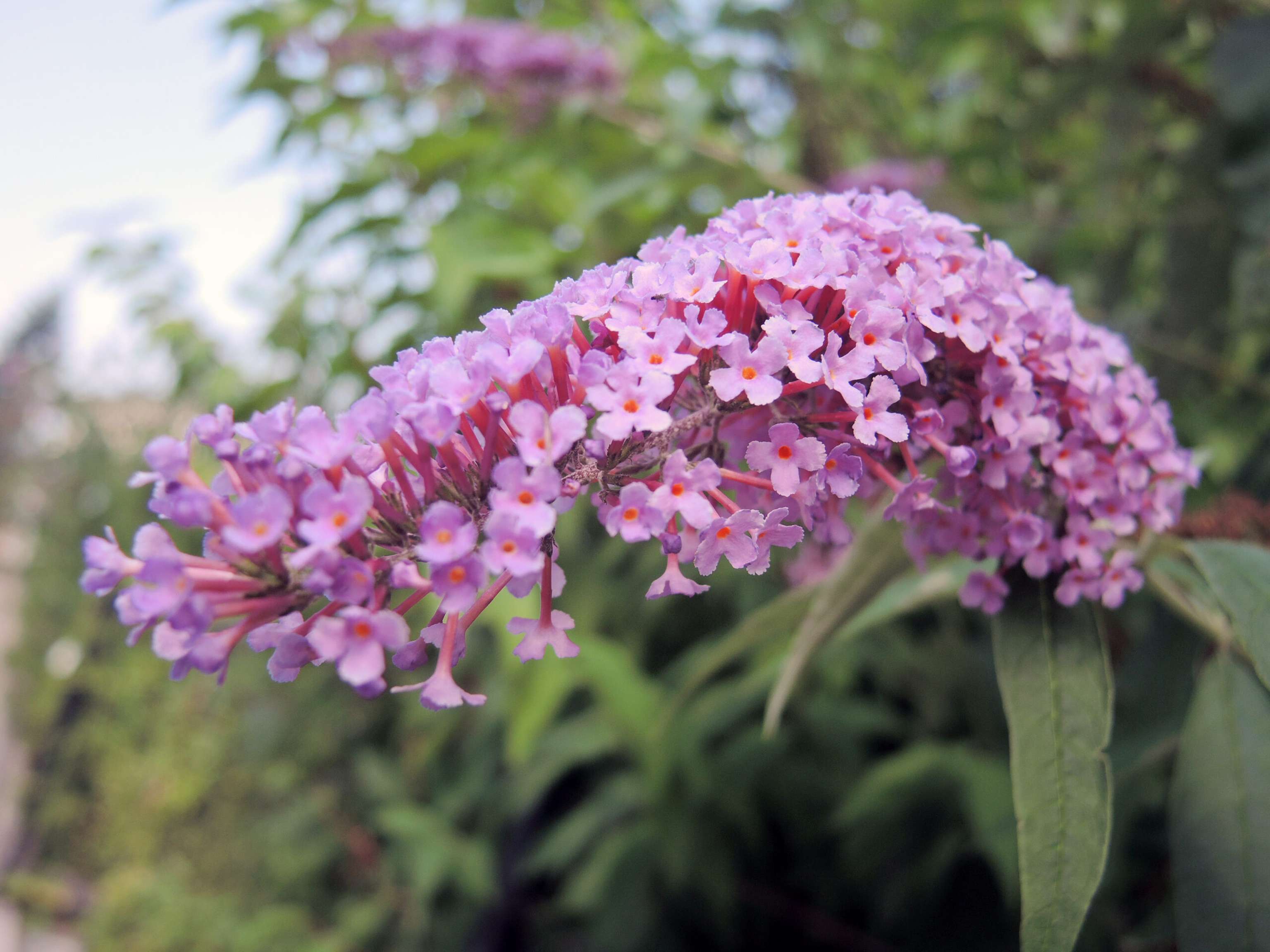 Sommerflieder 2 ID75338