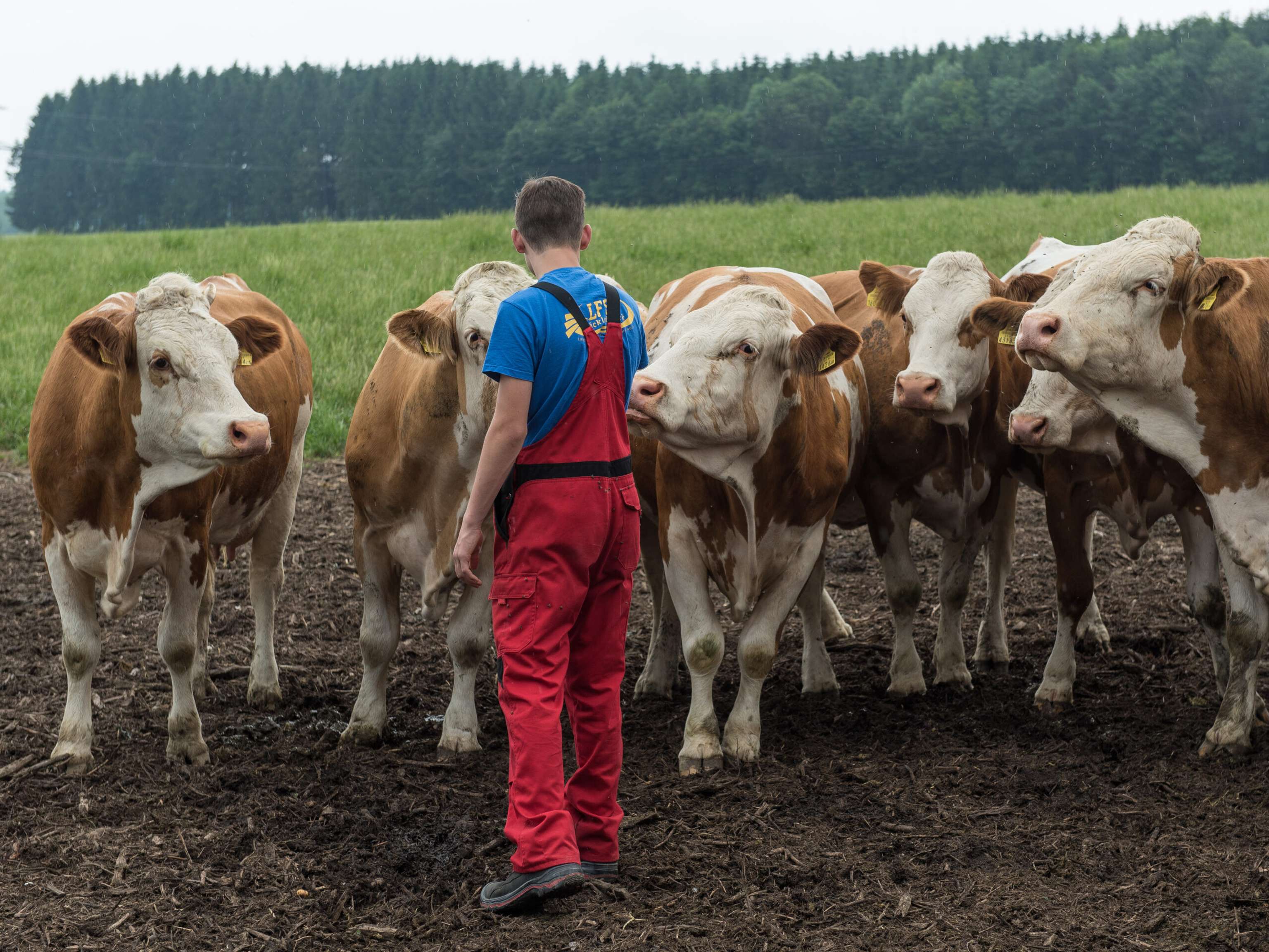 Rinder auf der Weide