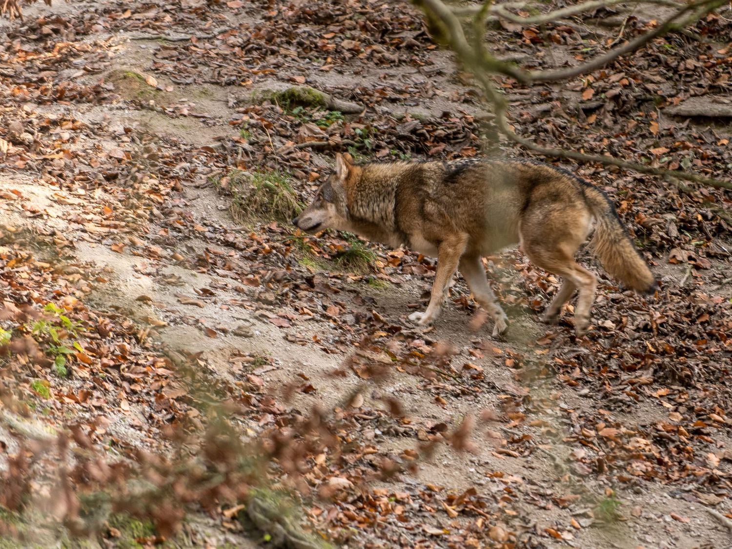 Die Wölfin war vermutlich alleine unterwegs.