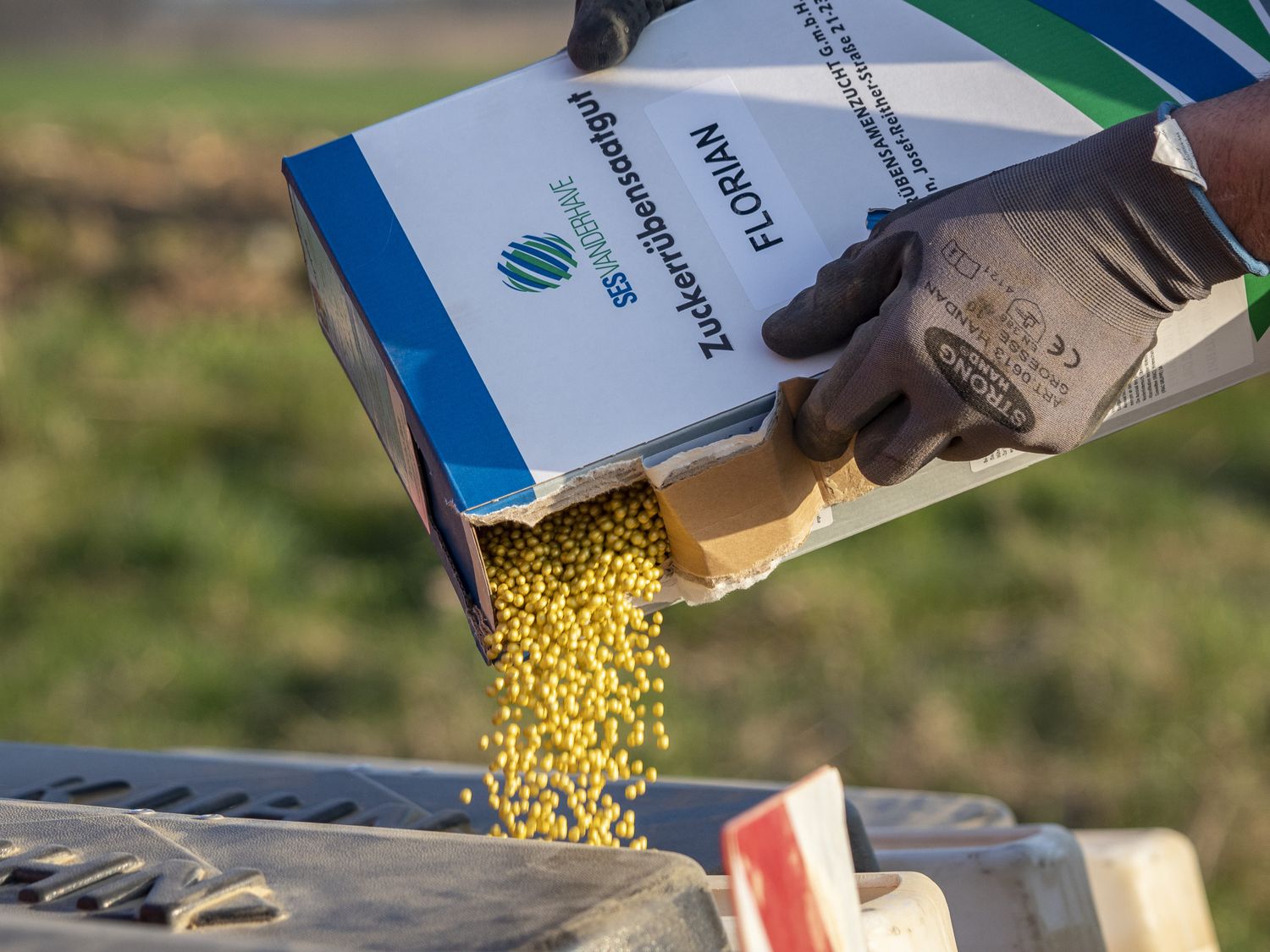 Neonics in pilliertem Rübensaatgut sind nicht bienenschädlich. Dennoch gibt es nun keine Notfallzulassung mehr.