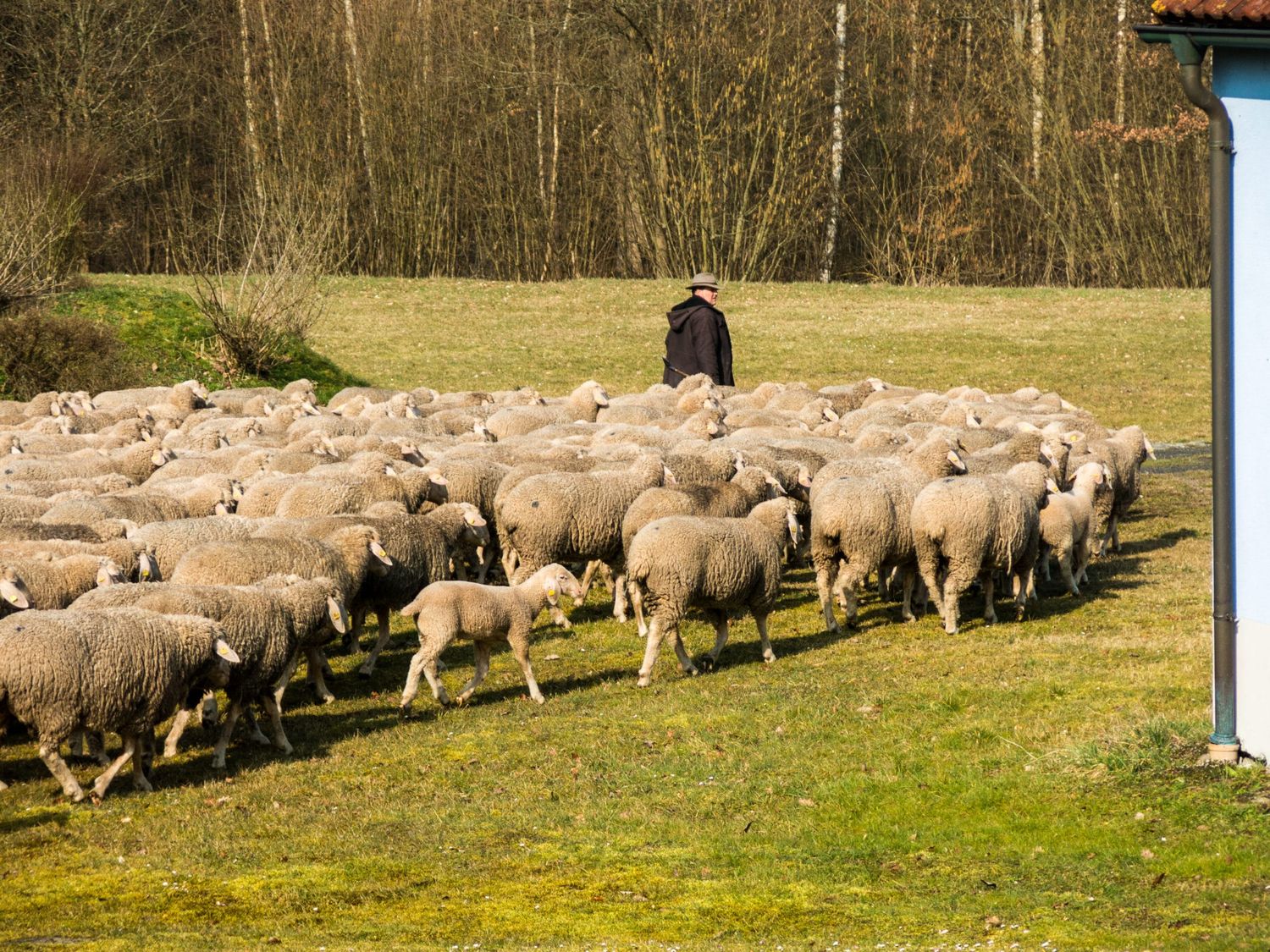 Laut einer Studie ist mit Betriebsaufgaben und dem weiteren Rückzug der Schafhaltung in Deutschland zu rechnen.